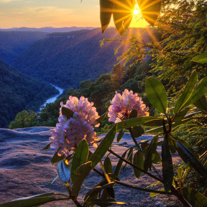 landscape with flowers in the foreground, forested mountains